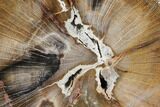 Petrified Wood Slab (Hickory) - Oregon #103067-1
